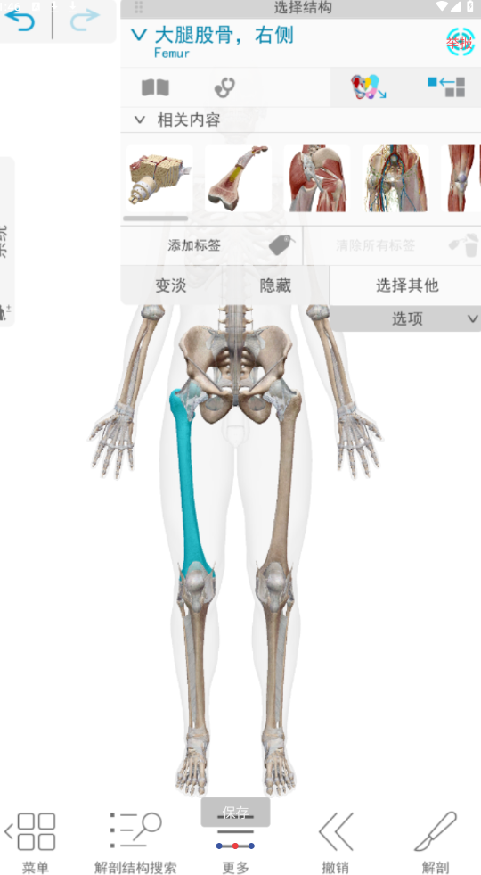 人体解剖学图谱中文免费版v2025.00.012-倒腾怪分享社-第17张图片